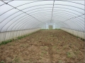 Single Span PE Film Greenhouse