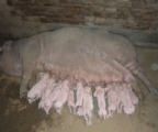 Yuan Jie, linqu County pig farming cooperatives 元杰生猪 YuanJie LOGO
