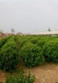 sincerely green seedlings in Zhaoyuan city co., Ltd. 招远市真诚绿化 zhencheng LOGO