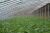 mengtai Shouguang Sunrise greenhouse Engineering Co., Ltd. mengtaiShouguang LOGO
