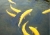 linqu Crystal rainbow trout FRY farms linquCrystal LOGO