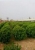 sincerely green seedlings in Zhaoyuan city co., Ltd. zhencheng LOGO